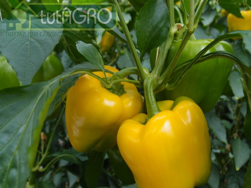 Почему нет урожая перца?