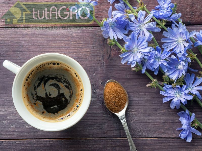 Цикорий обыкновенный, но не совсем…