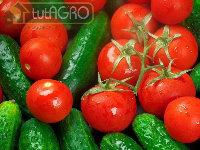 Угостите томаты и огурцы... бражкой! Домашний стимулятор роста и урожая