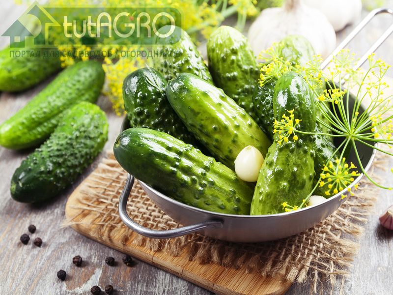 Огурчики впрок