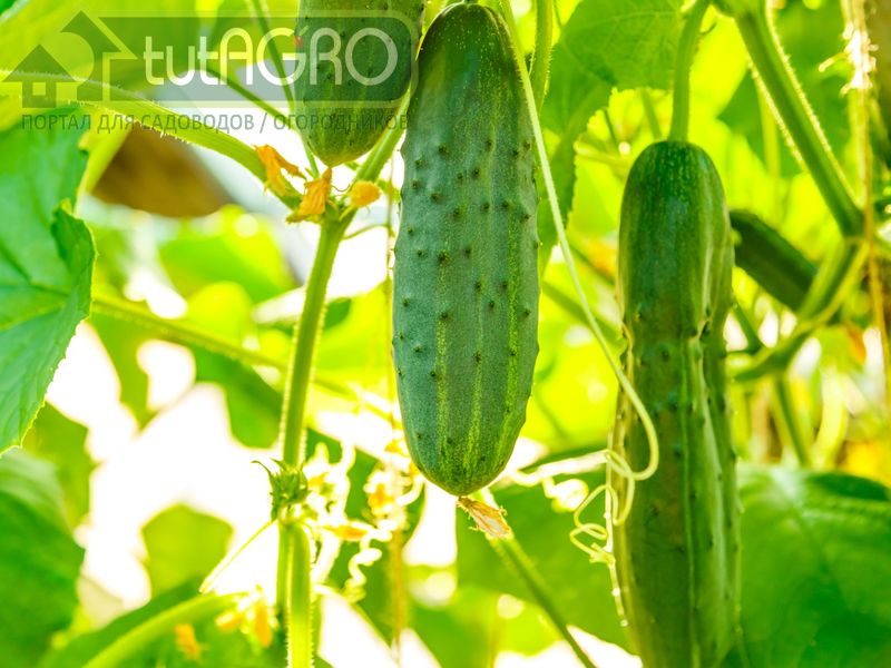 Напоминалка для огородника выходного дня