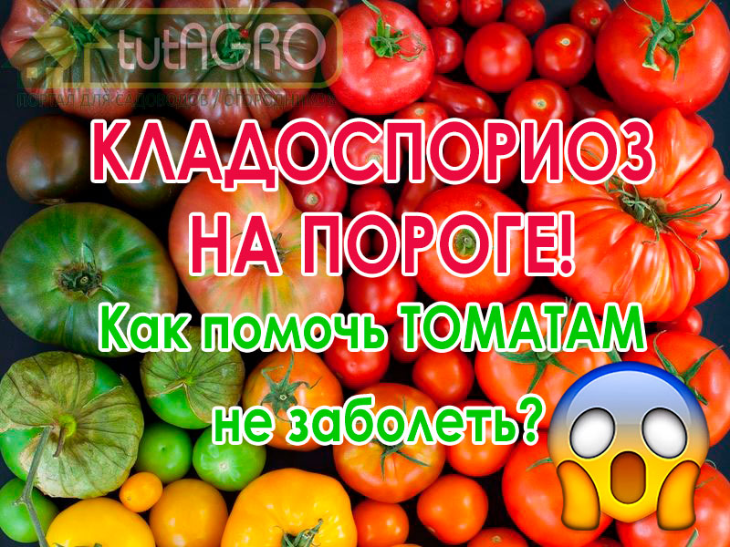 Даже начинающий огородник знает о существовании фитофтороза. Страшные рассказы бывалых дачников о том, как за одну ночь погибает весь урожай помидоров, нагоняют дрожь и заставляют внимательно приглядываться к листьям томатов. Однако существует и другая, не менее опасная болезнь, избавиться от которой практически невозможно — кладоспориоз. Томаты под угрозой! В чем может быть причина?
