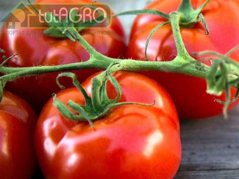 Томаты: 6 нежелательных соседей с общими врагами и как с ними бороться