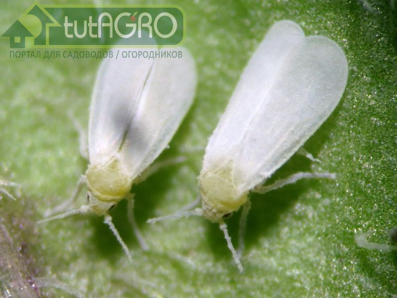 Угощение для белокрылки