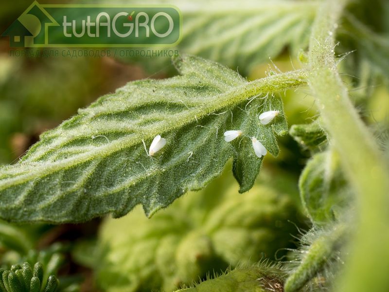 Угощение для белокрылки