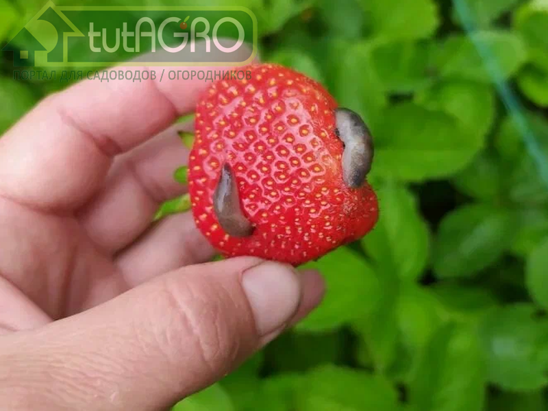 Единственное средство против слизней и кивсяков прямо по ягоде! 