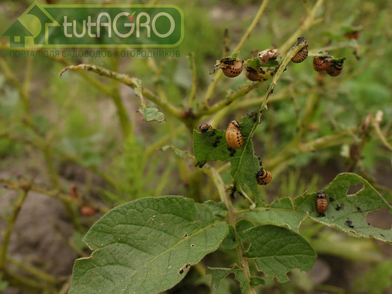 Это средство избавит от колорадского жука, гусениц, тлей и слизней навсегда