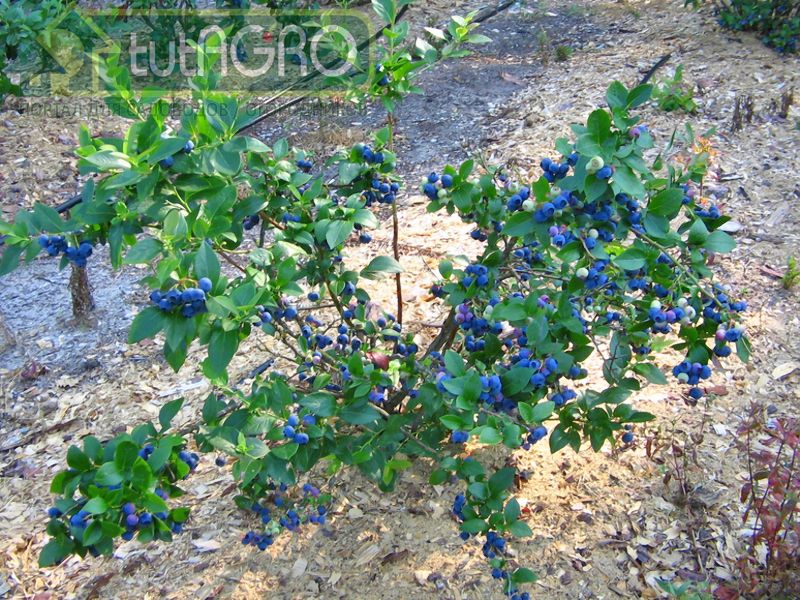 Мульча для голубики