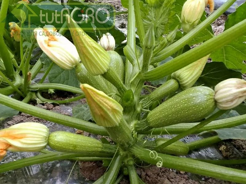 Кальций для красивых и ровных….кабачков 