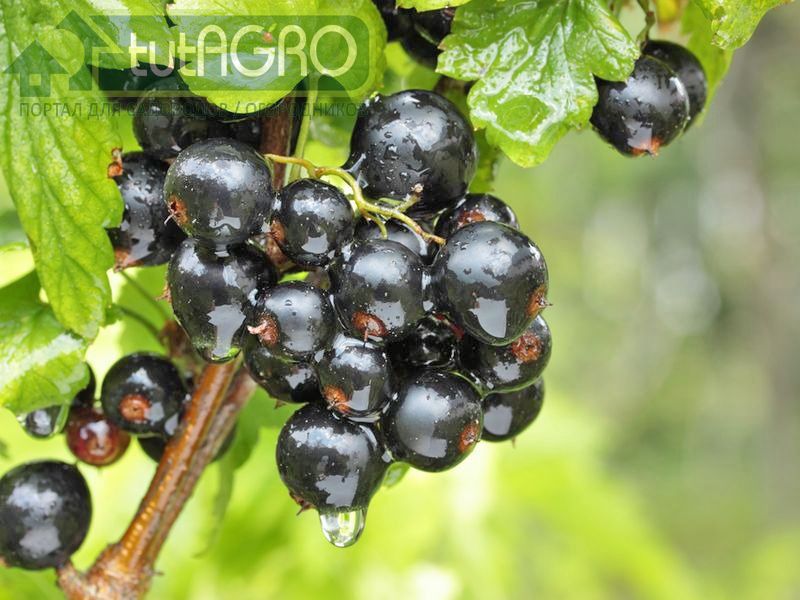 Простой способ размножения ягодных кустарников 