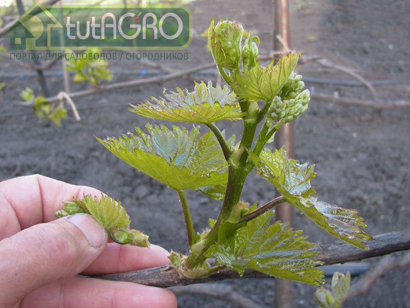 Обломка виноградного куста