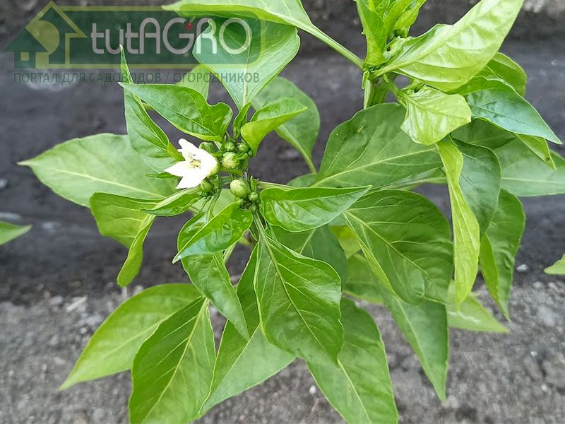 Лето с перцем