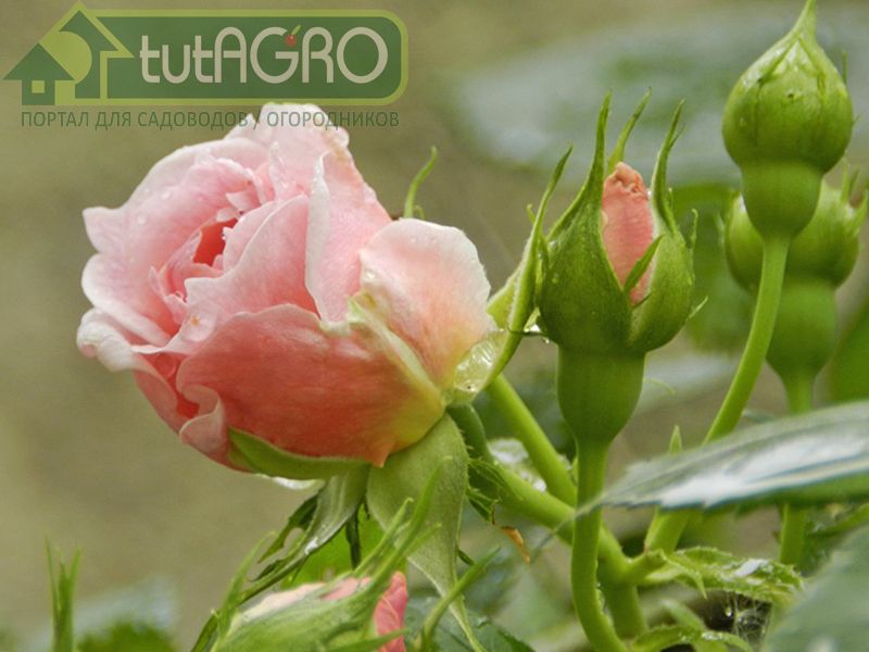 Летнее меню королевы цветника 