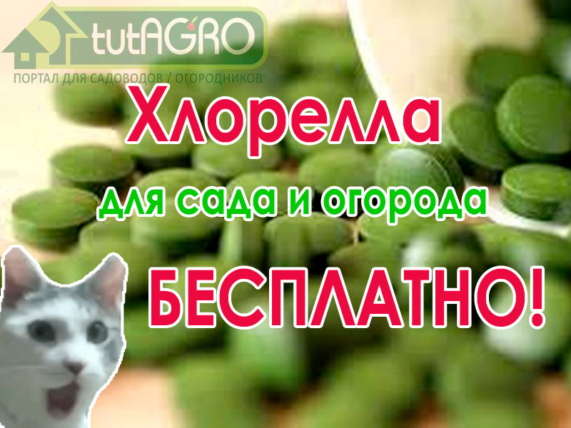 Пришло время активных действий по выращиванию и сбору урожая. Стоит использовать природные средства ухода за растениями, удобрения, подкормки. Как получить хлореллу бесплатно? Рецепт!