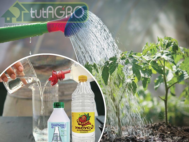 Уникальный способ полива в условиях засухи