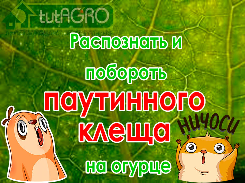 Паутинный клещ - беда любого огорода. Он разводится особенно яро в теплицах, но дает прикурить и в открытом грунте. Излюбленные растения паутинного клеща - огурец, баклажан, перец, розы, фарбитис (вьюнок), фасоль, тыква. Но в моей теплице паутинного клеща не бывает. Вот почему в моей теплице нет паутинного клеща!
