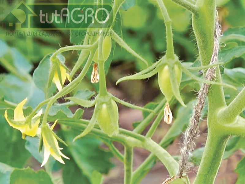 Больше завязей - больше урожай