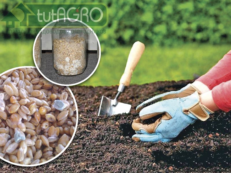 Триходерма - друг растений