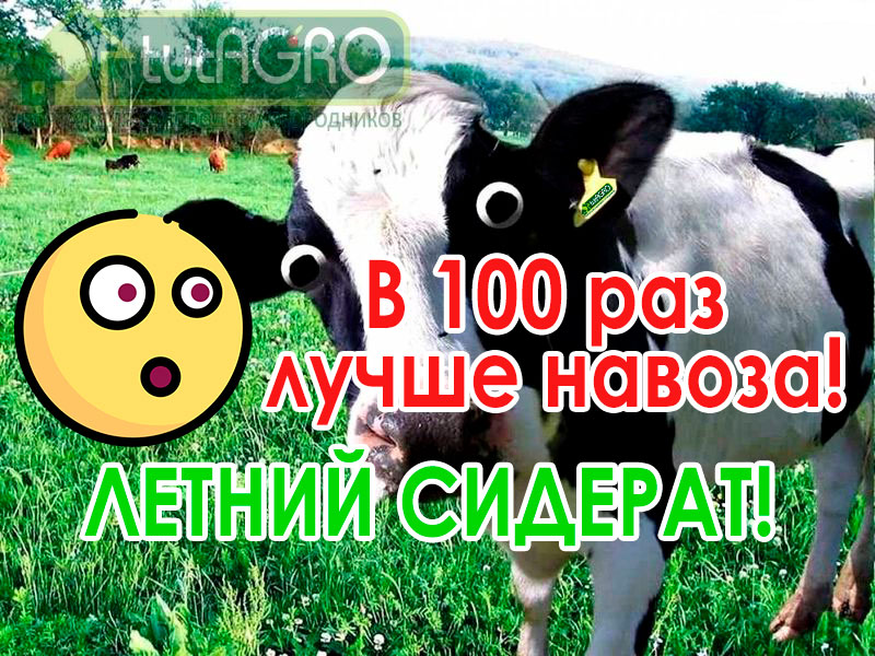 В этом видео я расскажу какой сидерат можно сеять летом и не только! Этот сидерат заменит минеральные азотные удобрения (и не только) и в 100 раз лучше навоза. В составе сидерата кроме азота еще целый набор питательных веществ, в том числе микроэлементов. мобилизованных и добытых из глубин почв. Какой сидерат посеять летом на пустующие участки? В 100 раз лучше навоза! Очень вкусное и полезное удобрение!