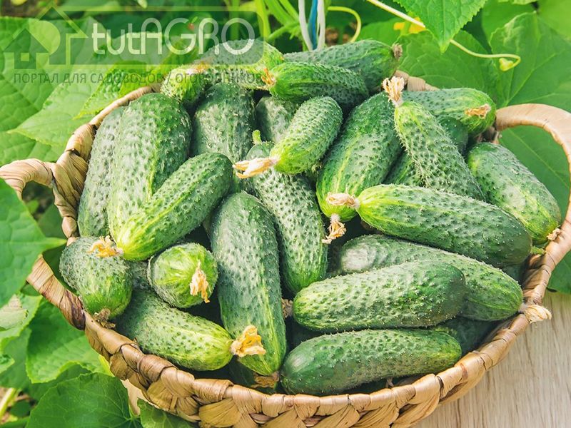 Огуречное изобилие