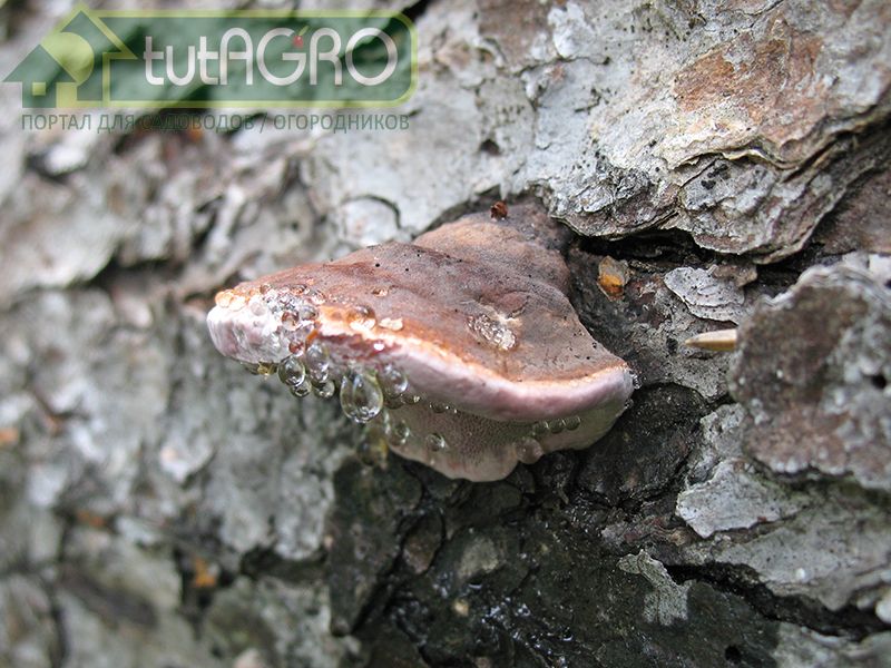 Млечный блеск – опасное заболевание сливы