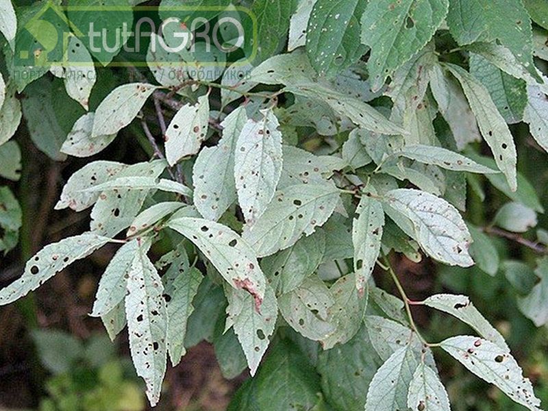 Млечный блеск – опасное заболевание сливы