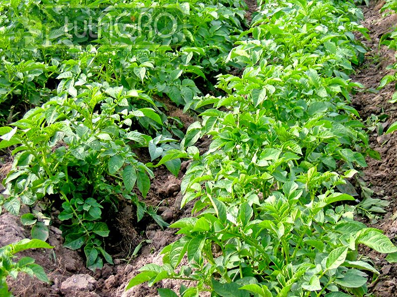 Повышение урожая картофеля