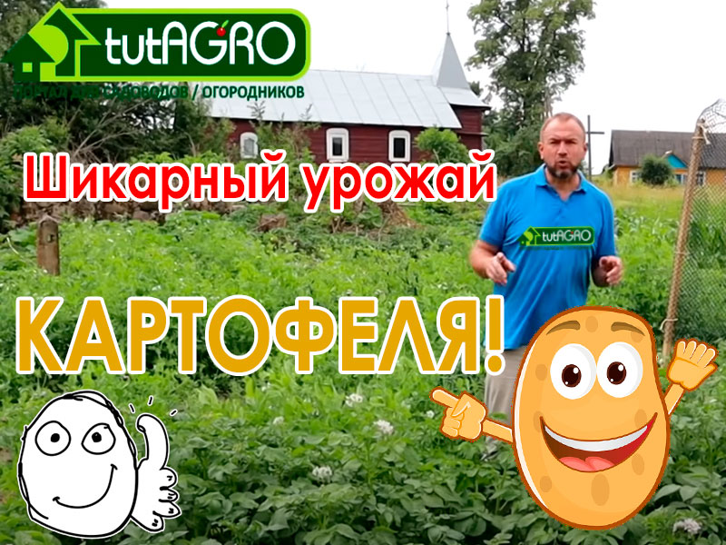 Что главное для урожая картофеля? Защита от болезней - да, защита от колорадского жука и других вредителей - да, но все это не имеет особого значения, если картофель не накормлен. Покорми картофель - и он покормит тебя! Совместимость подкормок для вкусного и урожайного картофеля без нитратов!