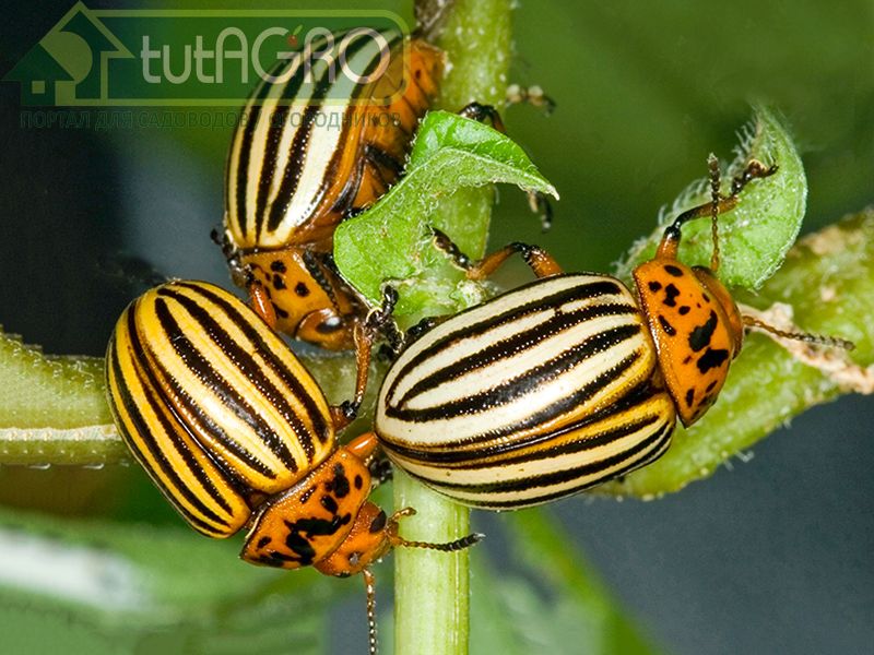 Жук из Колорадо