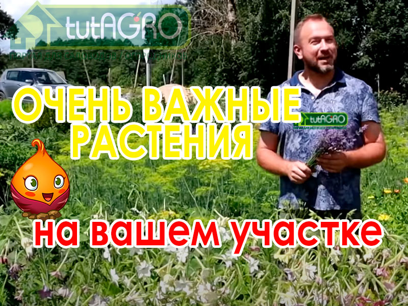 Уснуть сладким сном до самого утрам малышам и взрослым помогают лекарственные растения. Видео от Ивана Русских специально для agrozen.com. Советы Ивана Русских! Какие растения нужно иметь в саду для здоровых нервов