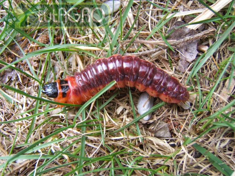 Не майский хрущ и не бронзовка