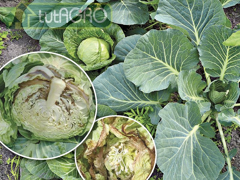 Заболела капуста: принимаем меры