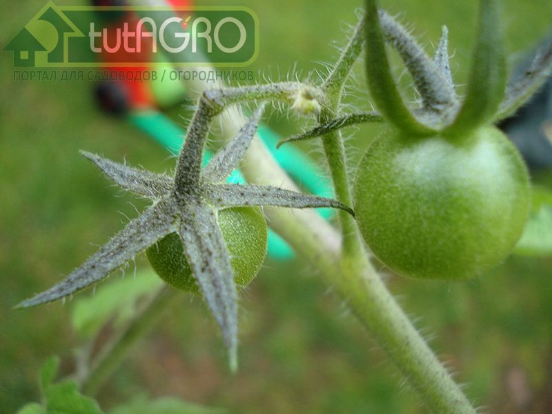 Советы по уходу за томатами