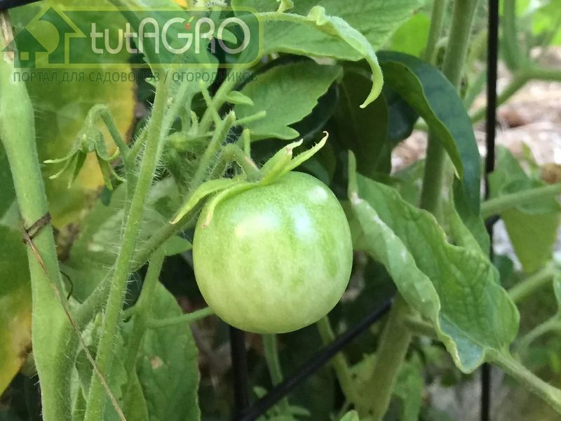 Если томаты «жируют»