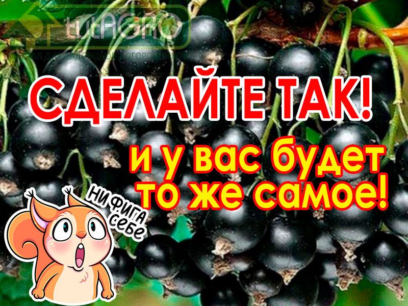 Получить большой урожай ягод и овощей можно благодаря правильному уходу за ягодниками: подкормки, обрезки, подвязки, полив... Но есть одно обстоятельство, без которого урожай не получить. И не только ягодников, но и буквально всех растений: от гороха и огурца до смородины и груши. Ведь все растения страдают от этой напасти - мучнистой росы. У меня огромный урожай смородины и крыжовника и вот почему!