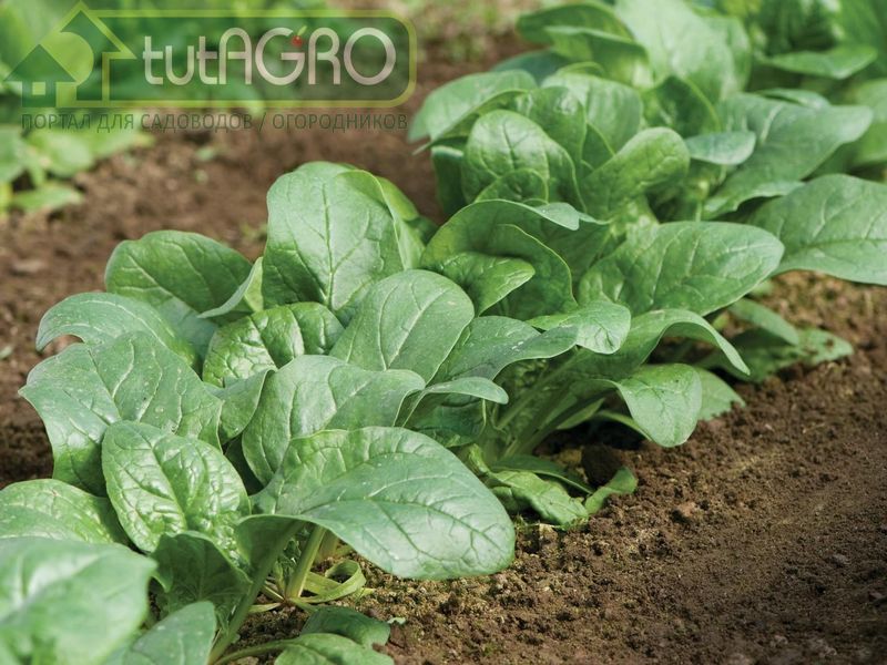 Посейте шпинат в июле