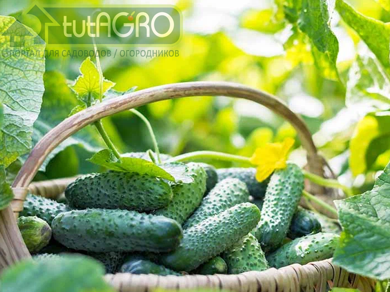 Узнайте 13 удивительных фактов об огурце, после чего вы полюбите этот овощ с новой силой!