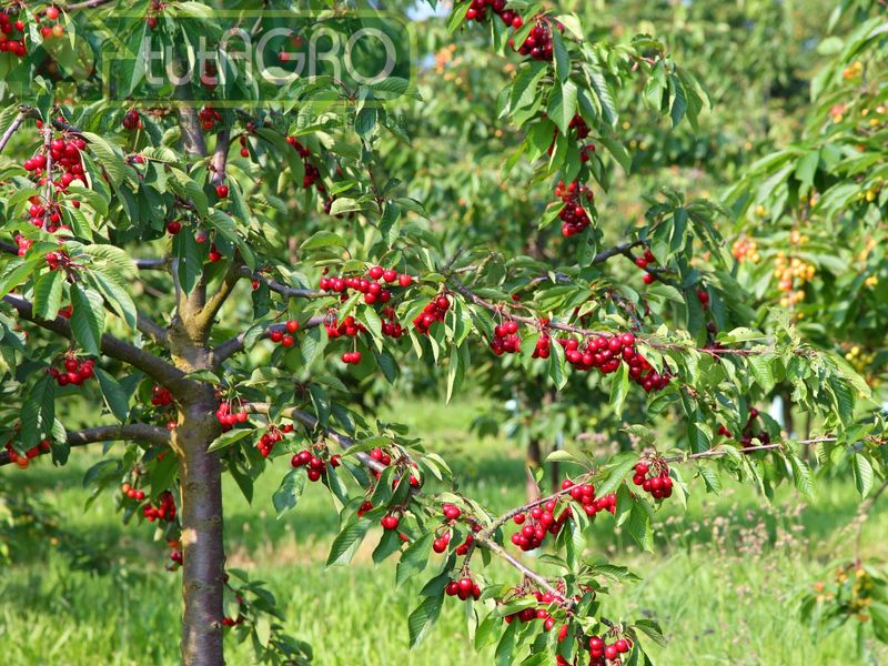 Плюсы летней обрезки вишни и черешни