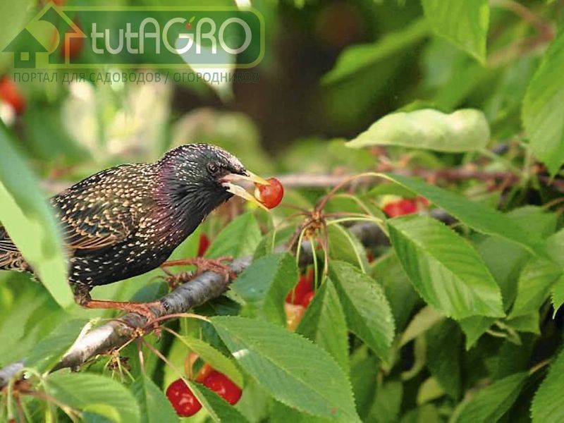 Плюсы летней обрезки вишни и черешни