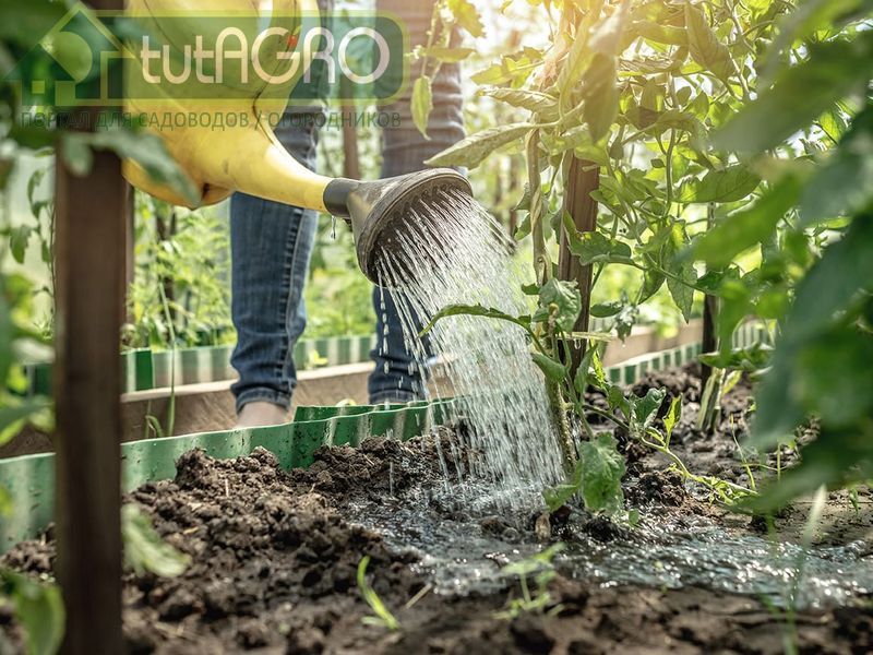 Ошибки при поливах и подкормках томатов и огурцов