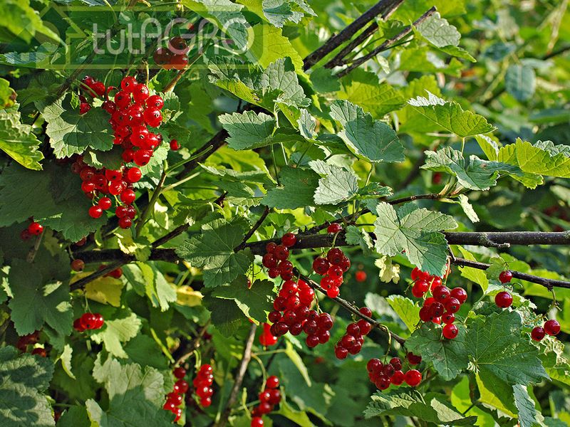 Поел сам - покорми смородину