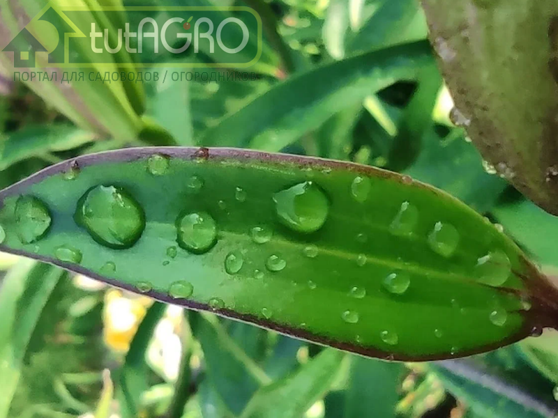 Опасные капли на ваших растениях. Это красиво, но может погубить овощи и цветы!