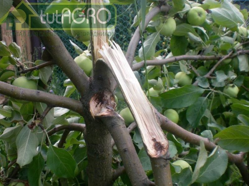 Линия разлома 