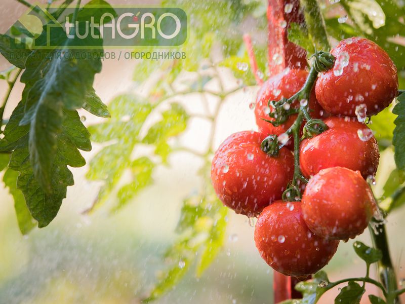 Утром или вечером?  Руководство по поливу томатов