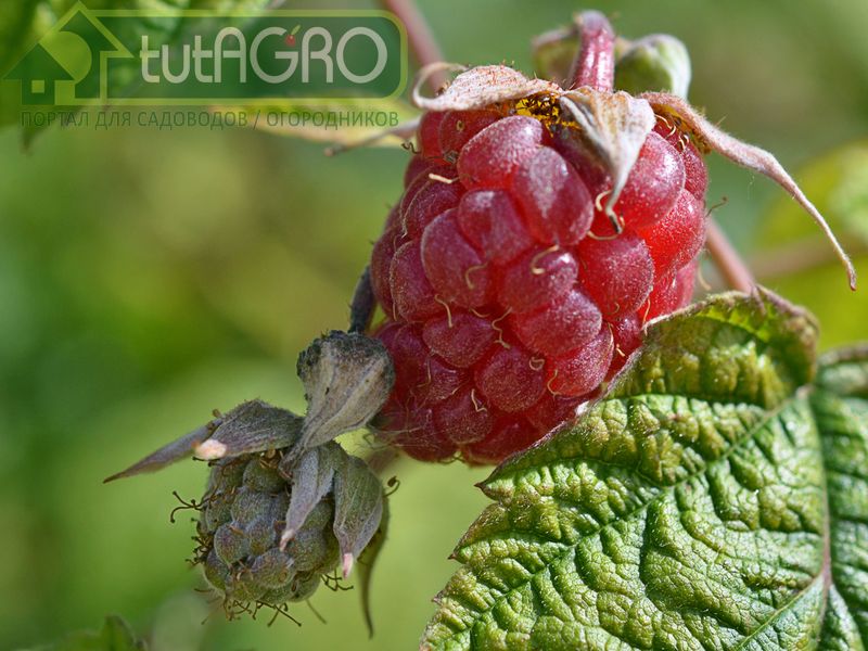 Малиновый обман