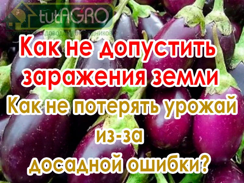 Зараженная вредными грибками земля - беда для огородника. Однако болезни увядания (трахеомикозы) - фузариоз и вертициллез - могут прийти в теплицу и огород уже с рассадой. Когда земля влажная, а растения стоят вялые - это знак для срочного принятия мер к устранению болезни, которая напала на ваши растения. Вот почему увядают баклажаны, томаты и огурцы