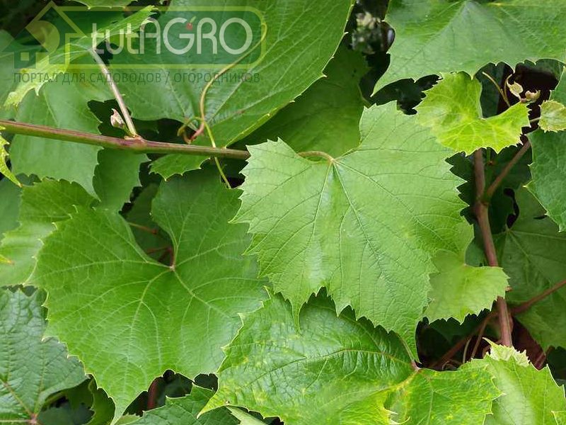 Размножение винограда отводками 