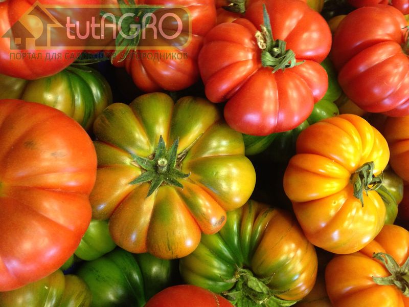 Элементы для сладости томатов