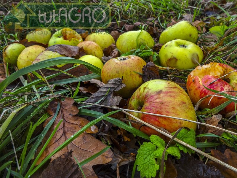 Что же нам с ними делать, с яблоками ….?