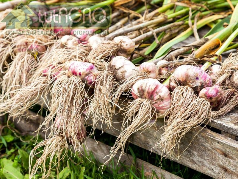 Пора, не пора…чеснок убирать?